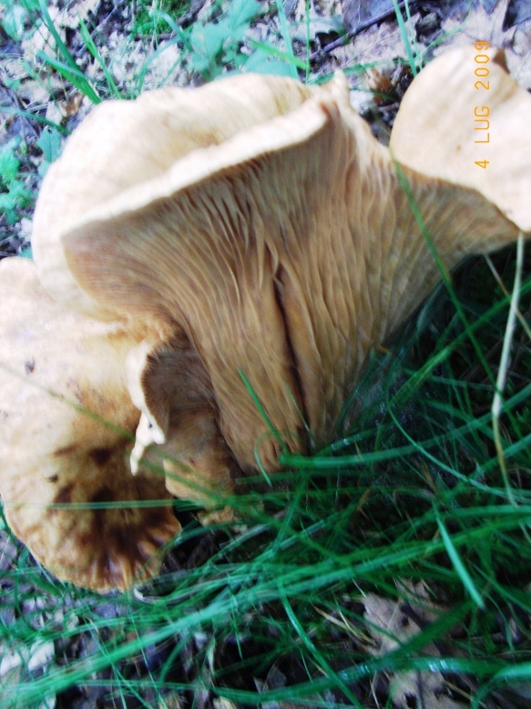 da determinare (cfr. Lactarius sp.)